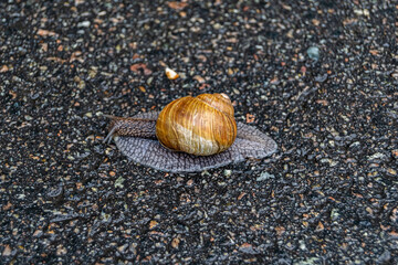 Big garden snail in shell crawling on wet road hurry home