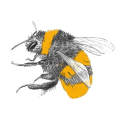Bee line art isolated design