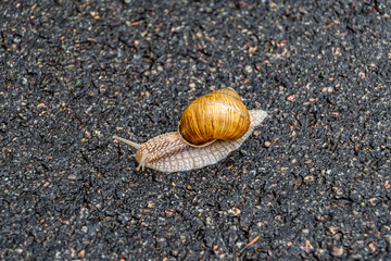 Big garden snail in shell crawling on wet road hurry home