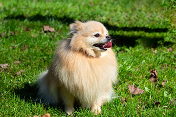 A Pomeranian dog with fluffy fur sits on the grass.
