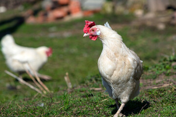 A white hen with a red crest on her head walks around the village..