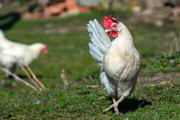 A white hen with a red crest on her head walks around the village..
