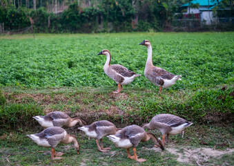 Flock of swans walking near a green vegetable field 