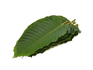 Mitragyna speciosa korth on transparent png