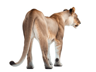 African Lioness Full Body Viewed From Back Transparent Background