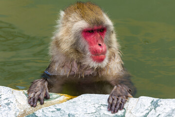 Japanese Macaque (Snow Monkey) soaking in a hot volcanic spring on the northern island of Hokkaido