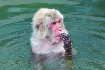 Japanese Snow Monkey (Macaca fuscata) relaxing in a hot volcanic spring in Hakodate on the northernmost island of Hokkaido