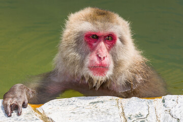Obraz premium Japanese Macaque (Snow Monkey) soaking in a hot volcanic spring on the northern island of Hokkaido