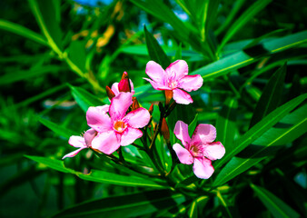 Obraz na płótnie Canvas pink flower