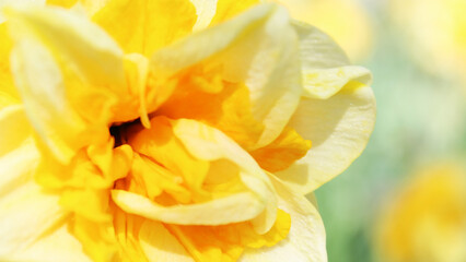 beautiful yellow narcissus flower macro