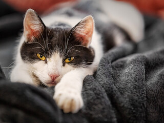 Katze auf Decke