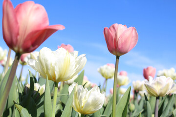 flowers pink and white tulips on the background of a blue clear sky