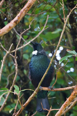 New Zealand native Tui, a forest bird with a distinctive white throat tuft sitting on a branch and singing.