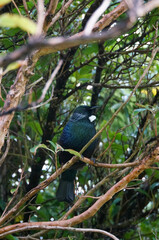 New Zealand native Tui, a forest bird with a distinctive white throat tuft sitting on a branch and singing.