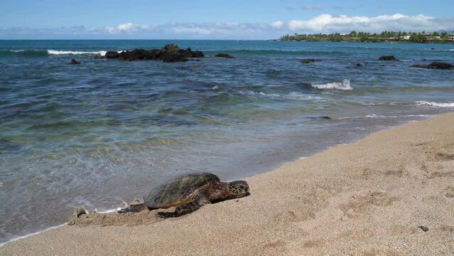 Hawaii Sea Turtle. Tourist woman on vacation taking photo with phone of Hawaiian sea turtle resting in beach sand on Waikoloa beach, Big Island, Hawaii, USA