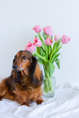 Red long haired dachshund portrait with pink tulips in glass vase