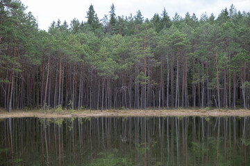 forest lake scenery
