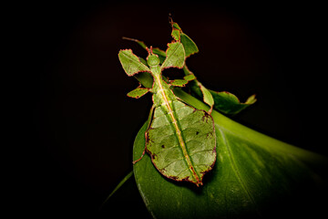 Leaf Insect on the Black Background