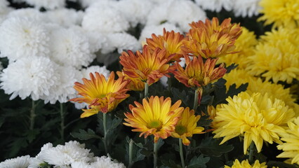 Chrysanthemums beautiful flower