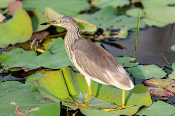 indian pond heron in wetlands