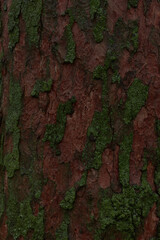 humid mossy tree bark abstract background