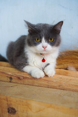 white and gray cat sitting on the floor looking at the camera wearing a collar with yellow eyes