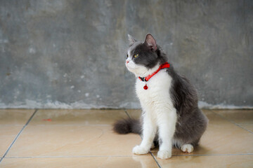 white and gray cat sitting on the floor looking at the left side wearing a collar with yellow eyes