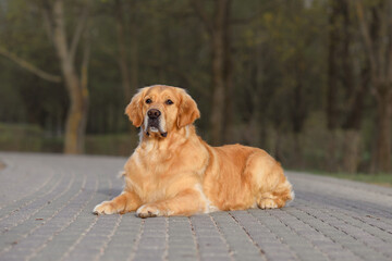 dog golden retriever in the spring in nature in the park sits on the path. walking the dog in the park