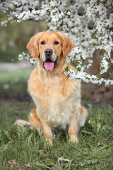 golden retriever dog in blooming sakura or cherry trees. dog in the spring in nature in the park