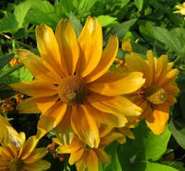 closeup of yellow rudbeckia flower