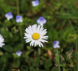 closeup of daisy in the grass