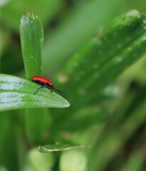 Scarlet lily beetle on green leaf