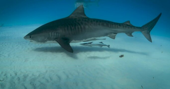 Tiger Shark swimming very close