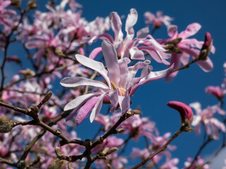 Close-up shot of the Pink star-shaped flowers of blooming Star magnolia - Magnolia stellata cultivar 'Rosea' in bright sunlight in spring with dark blue sky in background. Beautiful magnolia scenery