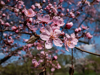 Close-up shot of a single pink bloom of the flowering plum or cherry plum (prunus cerasifera) Atropurpurea in sunlight with blue sky in background in spring. Pink floral scenery