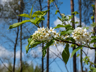 Close-up shot of white flowers of the Bird cherry, hackberry, hagberry or Mayday tree (Prunus padus) in full bloom. Fragrant white flowers in pendulous long clusters (racemes)