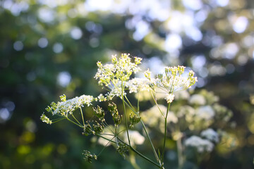 Cow parsley white flowers growing in the countryside