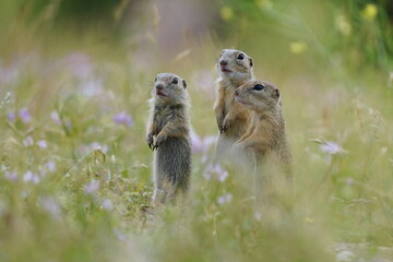 Naklejka na ściany i meble three young groun squirrels are posing in a field. (Spermophilus citellus). Wildlife scene from european nature.