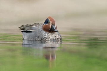 A Eurasian teal male swimming on the lake. Anas crecca. Wildlife scene with a water bird. 