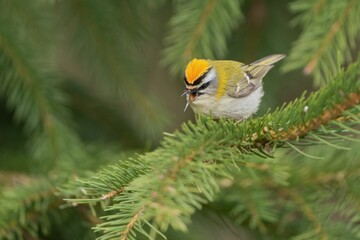 Common firecrest (Regulus ignicapillus). Czech republic. Bird in the nature habitat. Wildlife scene from nature. European smallest bird sitting on the spruce twig.