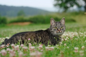 A beautiful tabby cat lying on the flowering meadow. 