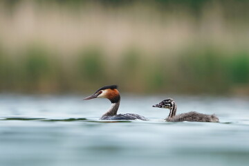 Great crested grebe with a baby swims on the surface of the pond (Podiceps cristatus) water fowl in the nature habitat. Wildlife scene from nature.