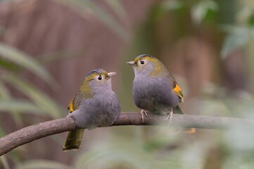 Portrait of a Emei Shan liocichla. Two beautiful song birds sitting on the branch. The wild nature of Sichuan, China. Liocichla omeiensis