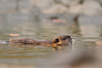 Coypu (Myocastor coypus) in the nature habitat. nutria swimming in the water.