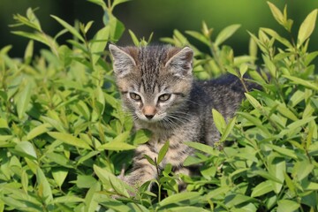 Naklejka na ściany i meble Portrait of a cute tabby kitten. Felis silvestris catus.