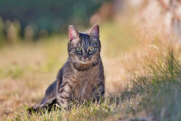 Naklejka na ściany i meble A beautiful tabby cat sitting on the medow. Portrait of a european cat.