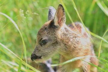 Little deers in the grass. Spring in the nature. Capreolus capreolus. Baby deer. Wildlife scene from nature. 