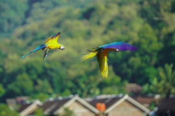 beautiful macaw bird flying sky in rural area