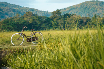 classic onthel bicycles that are displayed on village roads around the rice fields