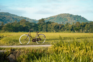 Fototapeta na wymiar classic onthel bicycles that are displayed on village roads around the rice fields